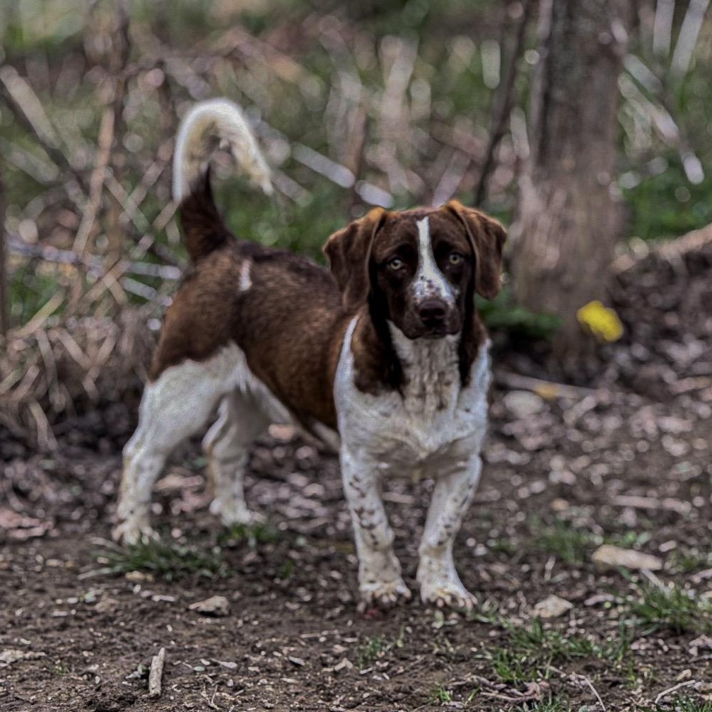 Enlarge Peanut , an adopted mixed breed in Junction City, KY image 1/4