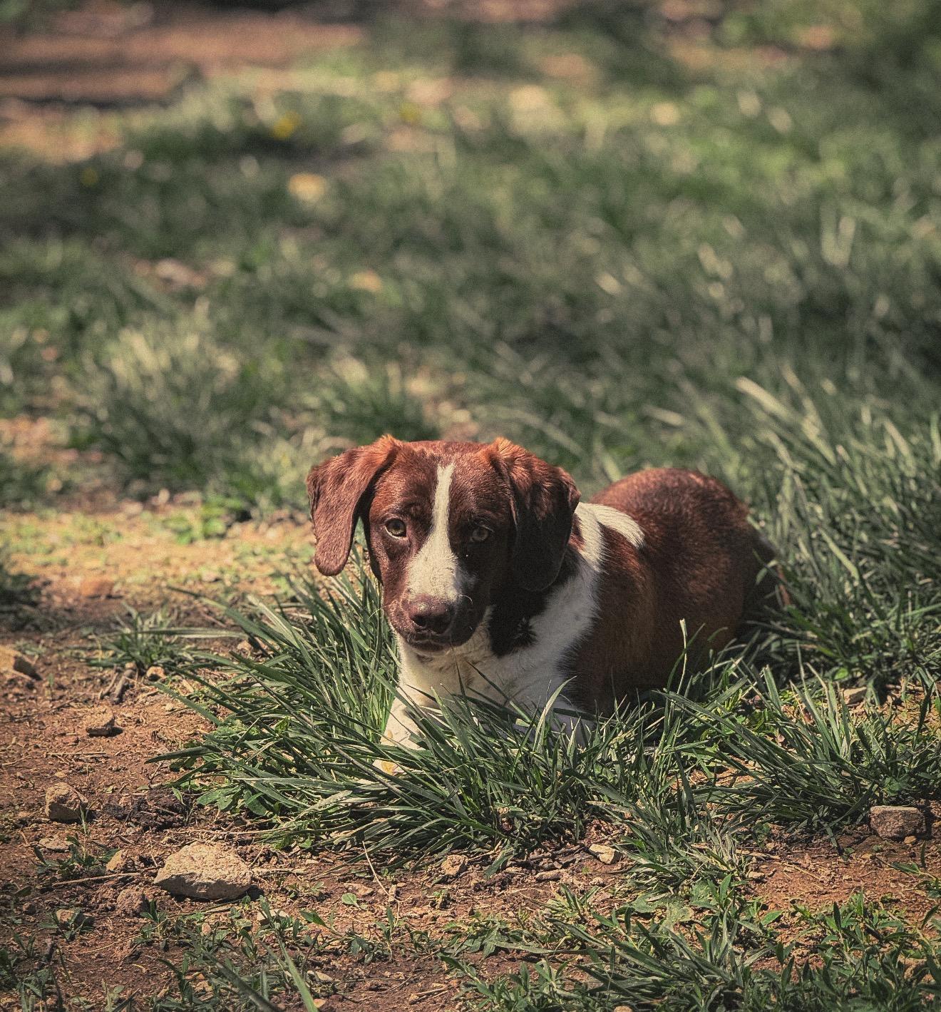 Enlarge Peanut , an adopted mixed breed in Junction City, KY image 2/4