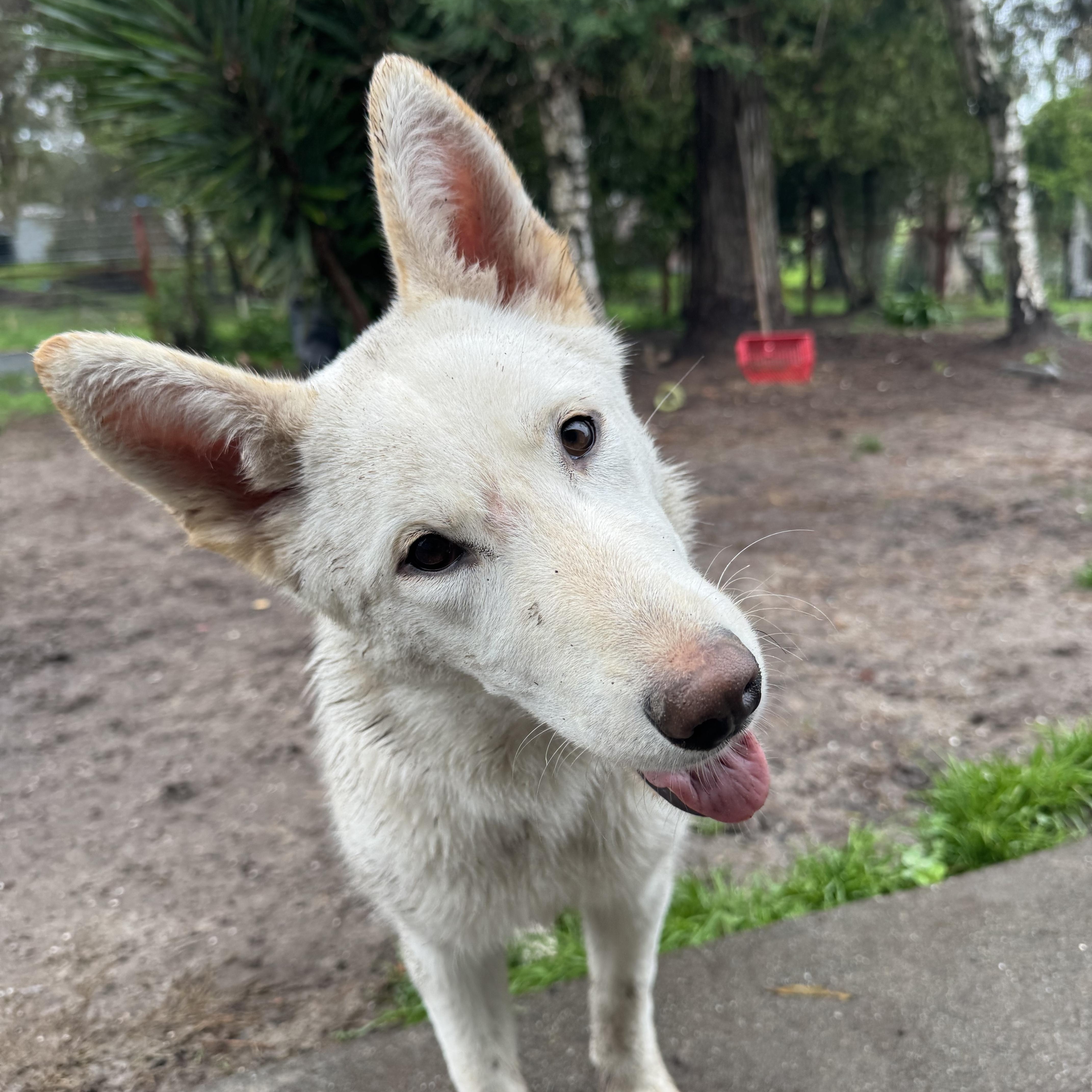 Enlarge Hailey, a Adoptable German Shepherd Dog in Petaluma, CA image 2/5