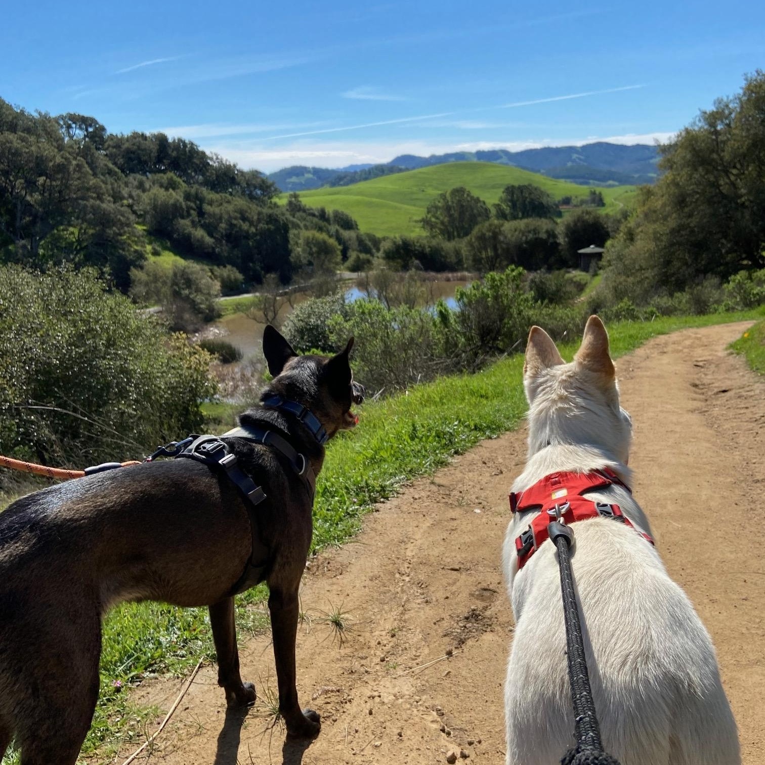 Enlarge Hailey, a Adoptable German Shepherd Dog in Petaluma, CA image 3/5