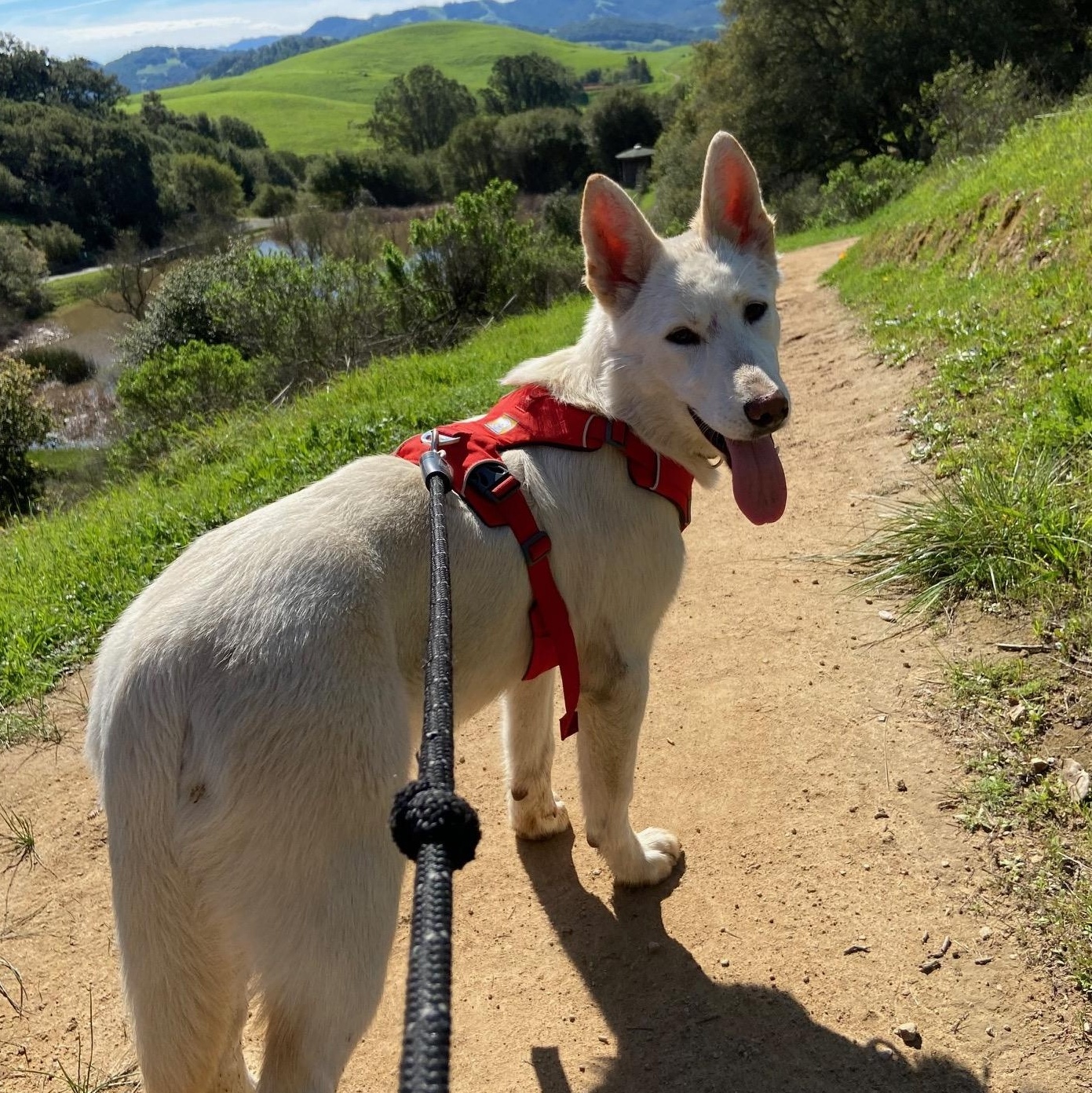 Enlarge Hailey, a Adoptable German Shepherd Dog in Petaluma, CA image 1/5