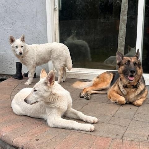 Enlarge Hailey, a Adoptable German Shepherd Dog in Petaluma, CA image 5/5