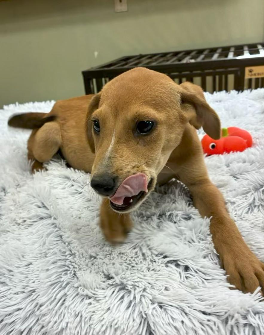 Gumby, ADOPTABLE, Puppy Male Hound.