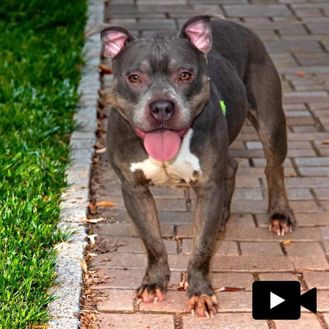 ALLEGRA, Adoptable, Adult Female Pit Bull Terrier.