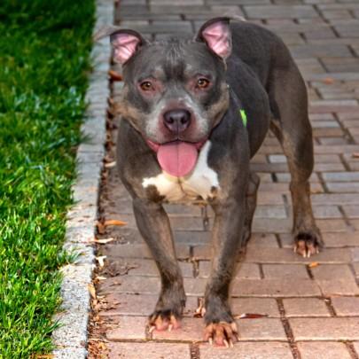 Enlarge ALLEGRA, a Adoptable Pit Bull Terrier in St. Louis, MO image 1/1