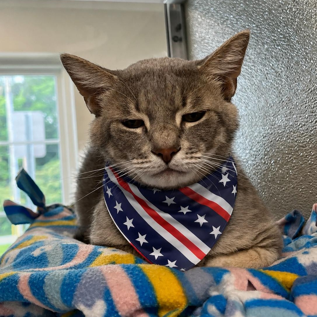 Oatmeal, ADOPTABLE, Adult Male Domestic Short Hair.