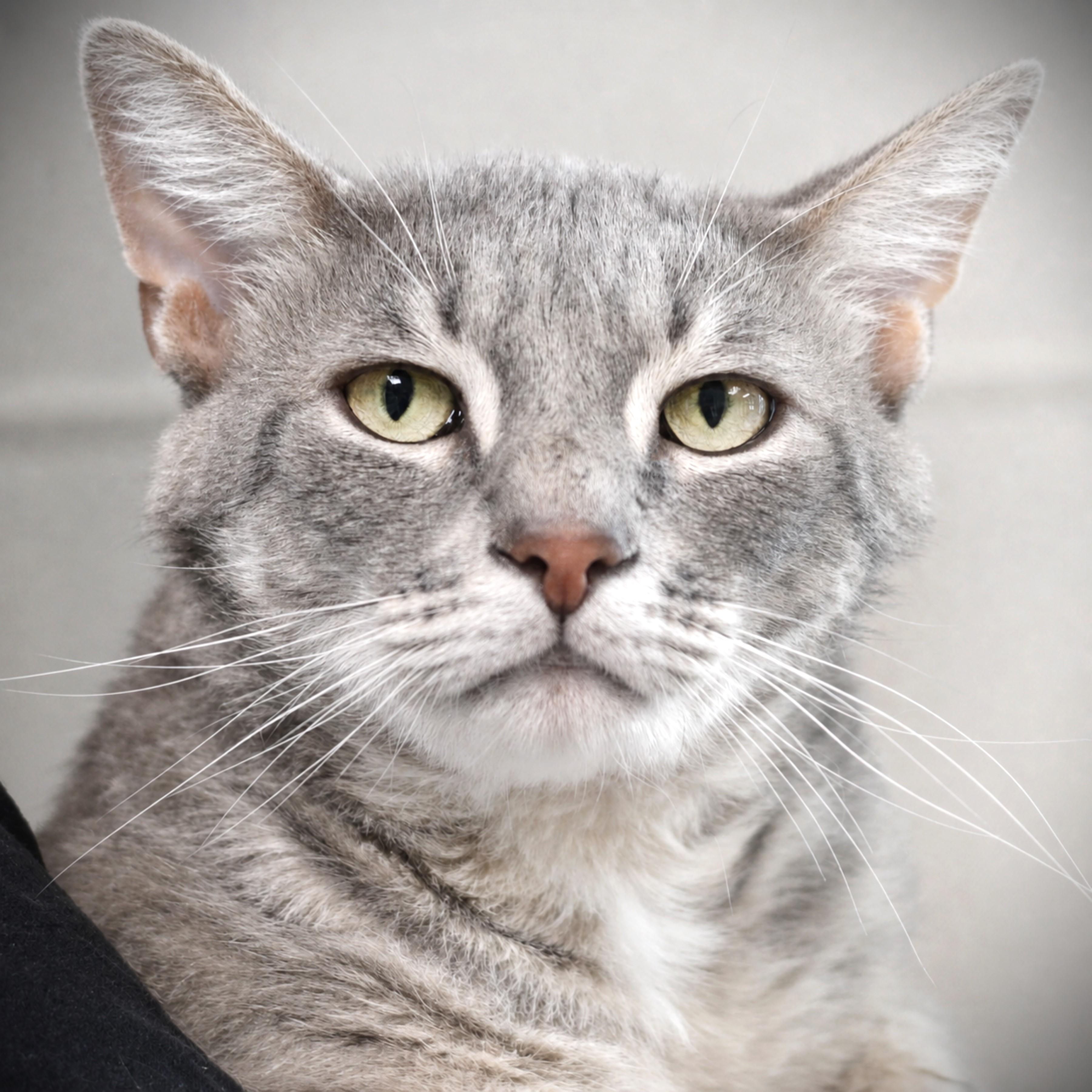 Oatmeal, a ADOPTABLE Domestic Short Hair in Amsterdam, NY image 4/4