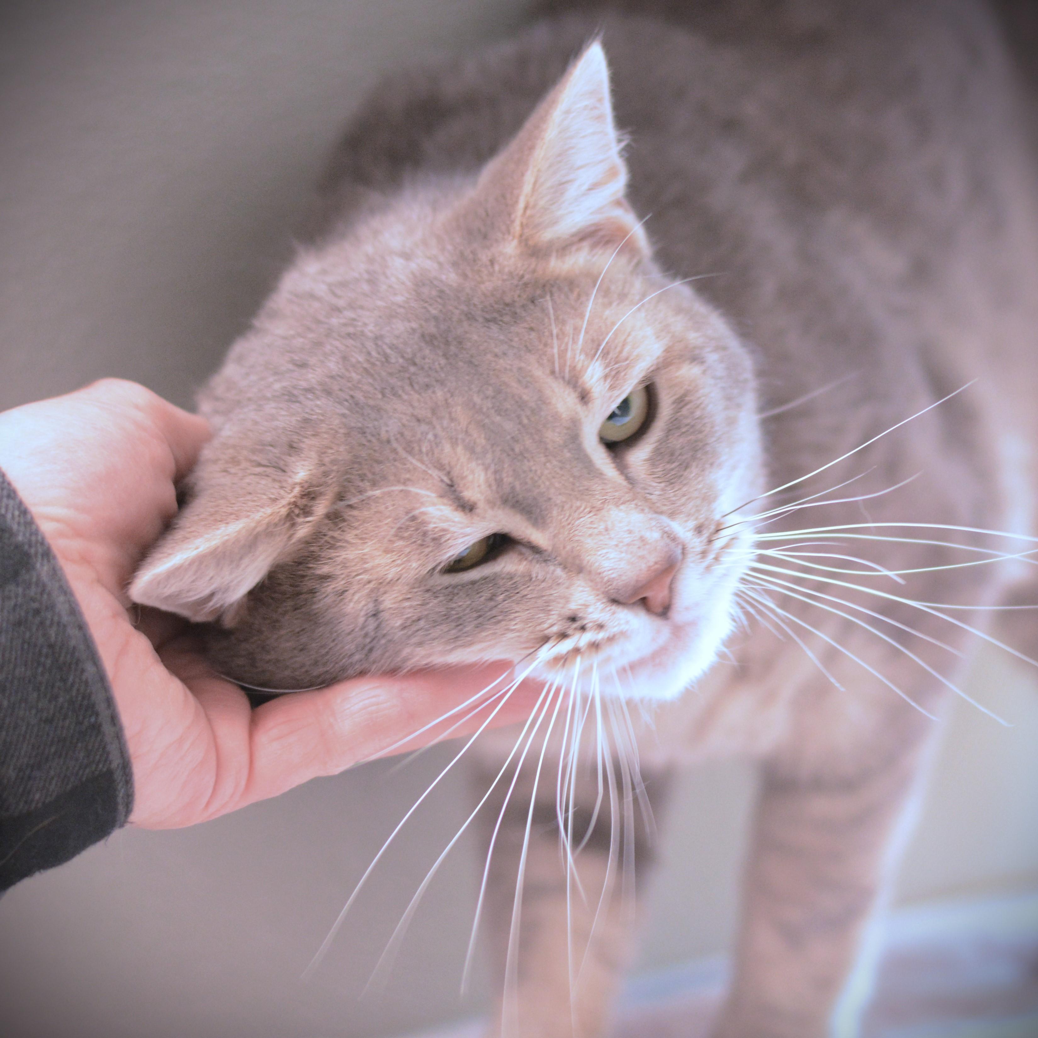 Enlarge Oatmeal, a ADOPTABLE Domestic Short Hair in Amsterdam, NY image 2/2