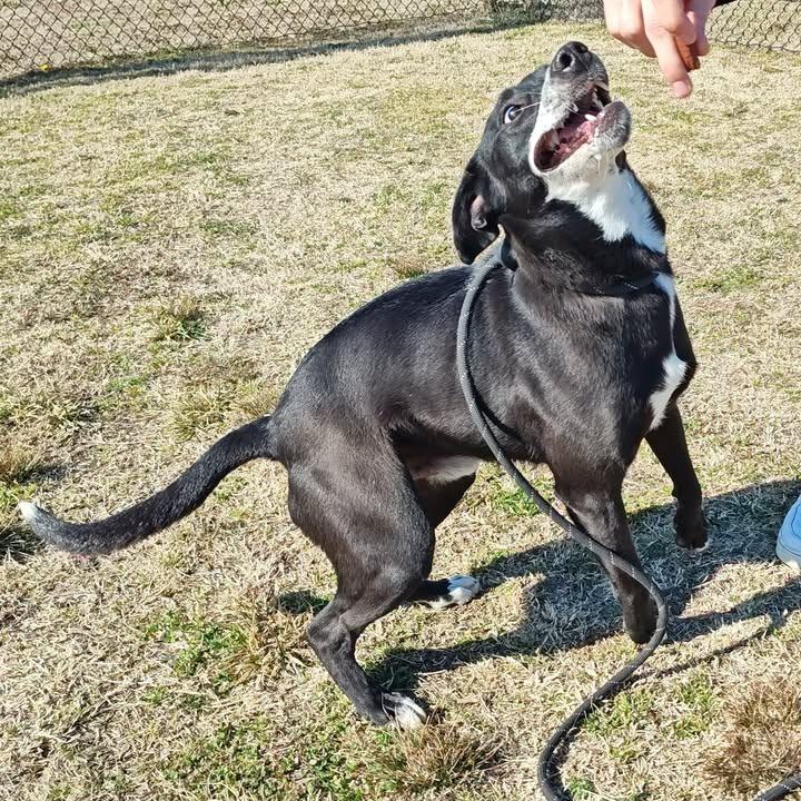 Noodles, Adopted, Young Male Labrador Retriever.