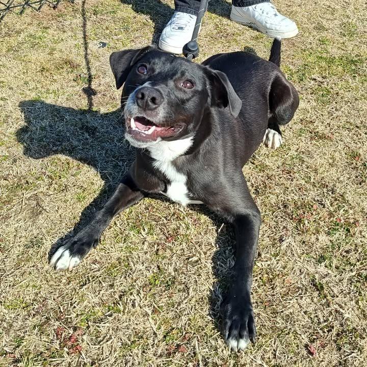 Noodles, a Adopted Labrador Retriever in Springdale, AR image 2/6