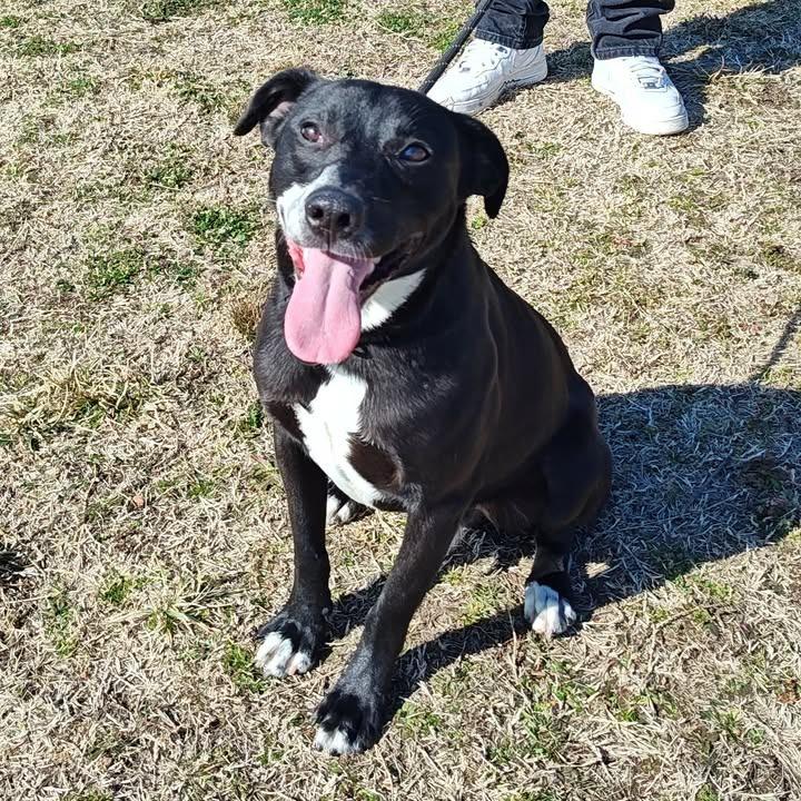 Noodles, a Adopted Labrador Retriever in Springdale, AR image 4/6