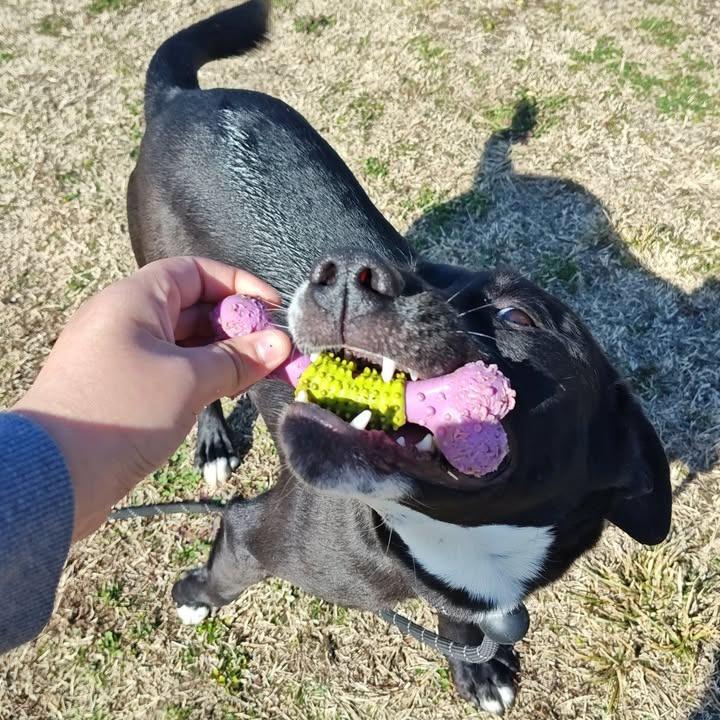 Noodles, a Adopted Labrador Retriever in Springdale, AR image 5/6