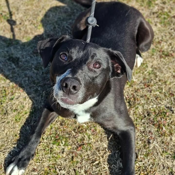 Noodles, a Adopted Labrador Retriever in Springdale, AR image 6/6