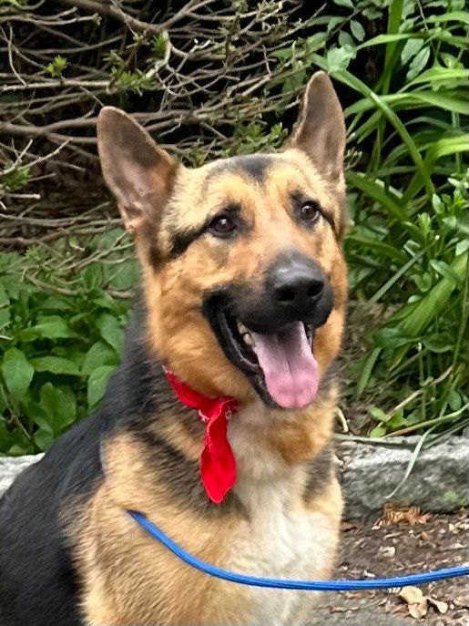 Amiro, a Adoptable German Shepherd Dog in Old Westbury, NY image 1/6