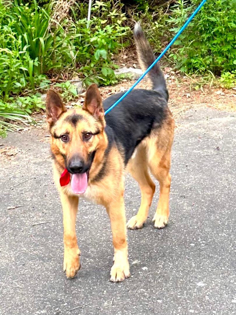 Amiro, a Adoptable German Shepherd Dog in Old Westbury, NY image 2/6