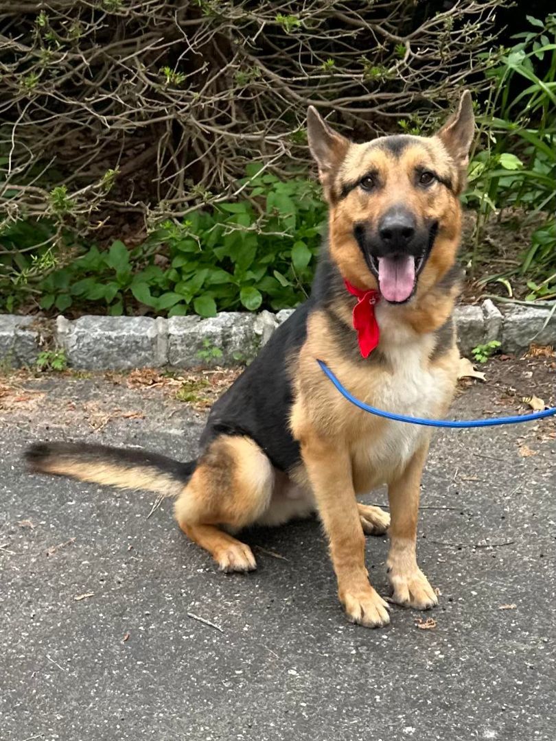 Amiro, a Adoptable German Shepherd Dog in Old Westbury, NY image 3/6