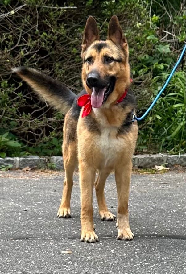 Amiro, a Adoptable German Shepherd Dog in Old Westbury, NY image 4/6