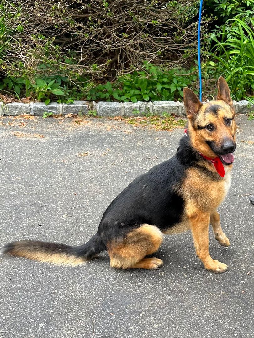 Amiro, a Adoptable German Shepherd Dog in Old Westbury, NY image 5/6