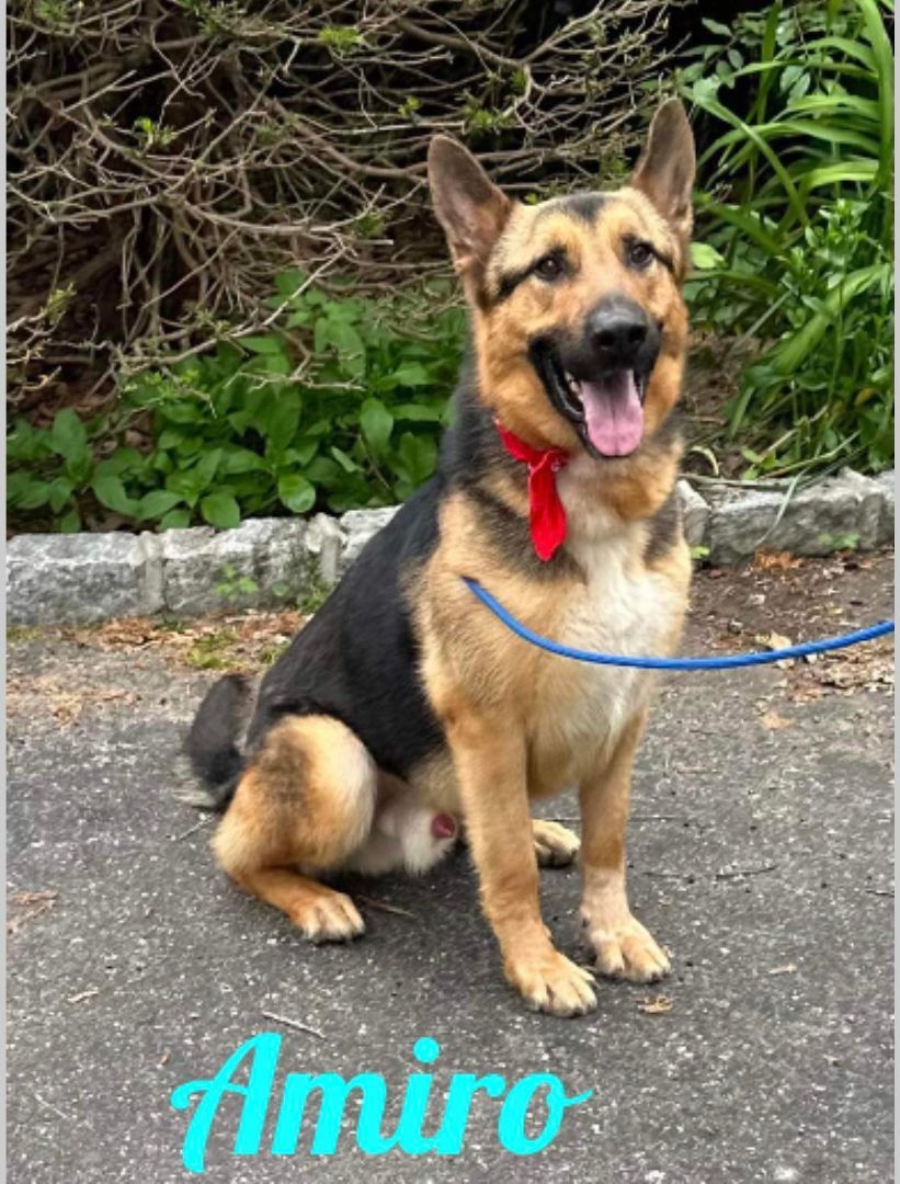 Amiro, a Adoptable German Shepherd Dog in Old Westbury, NY image 6/6