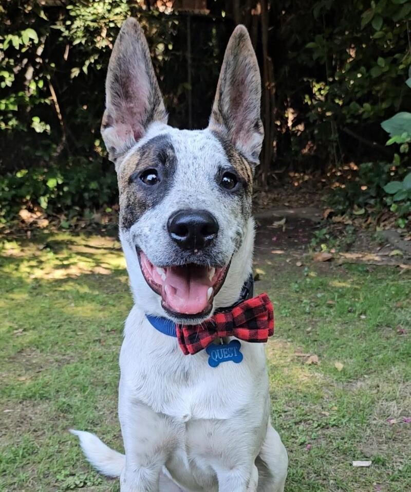 Quest, Young Male Australian Kelpie