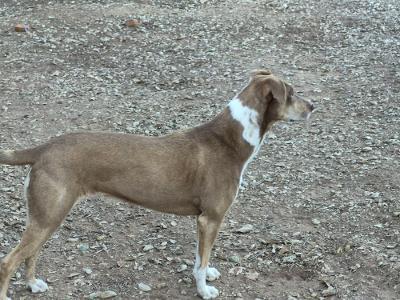 Enlarge JOYCE-JJ (JULIAN CALIFORNIA), a ADOPTABLE Catahoula Leopard Dog in Julian, CA image 5/5