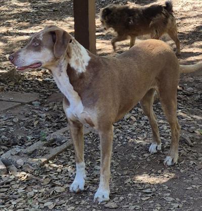Enlarge JOYCE-JJ (JULIAN CALIFORNIA), a ADOPTABLE Catahoula Leopard Dog in Julian, CA image 3/5