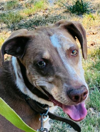 JOYCE-JJ (JULIAN CALIFORNIA), ADOPTABLE, Adult Female Catahoula Leopard Dog.