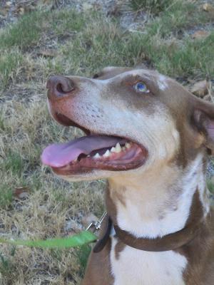 Enlarge JOYCE-JJ (JULIAN CALIFORNIA), a ADOPTABLE Catahoula Leopard Dog in Julian, CA image 2/5