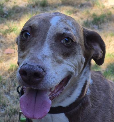 Enlarge JOYCE-JJ (JULIAN CALIFORNIA), a ADOPTABLE Catahoula Leopard Dog in Julian, CA image 4/5