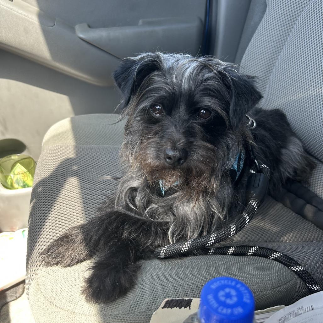 Swayze, Adoptable, Senior Male Mixed Breed.