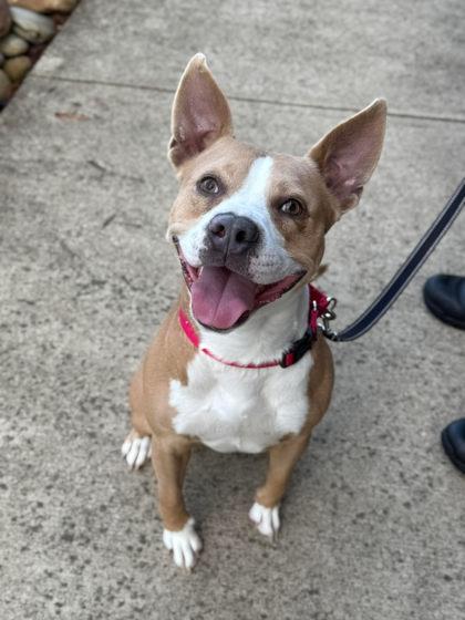 Zeus, Adoptable, Adult Male Terrier & Mixed Breed.