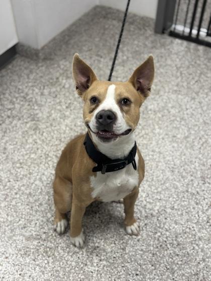 Enlarge Zeus, a Adoptable mixed breed in Gastonia, NC image 2/2