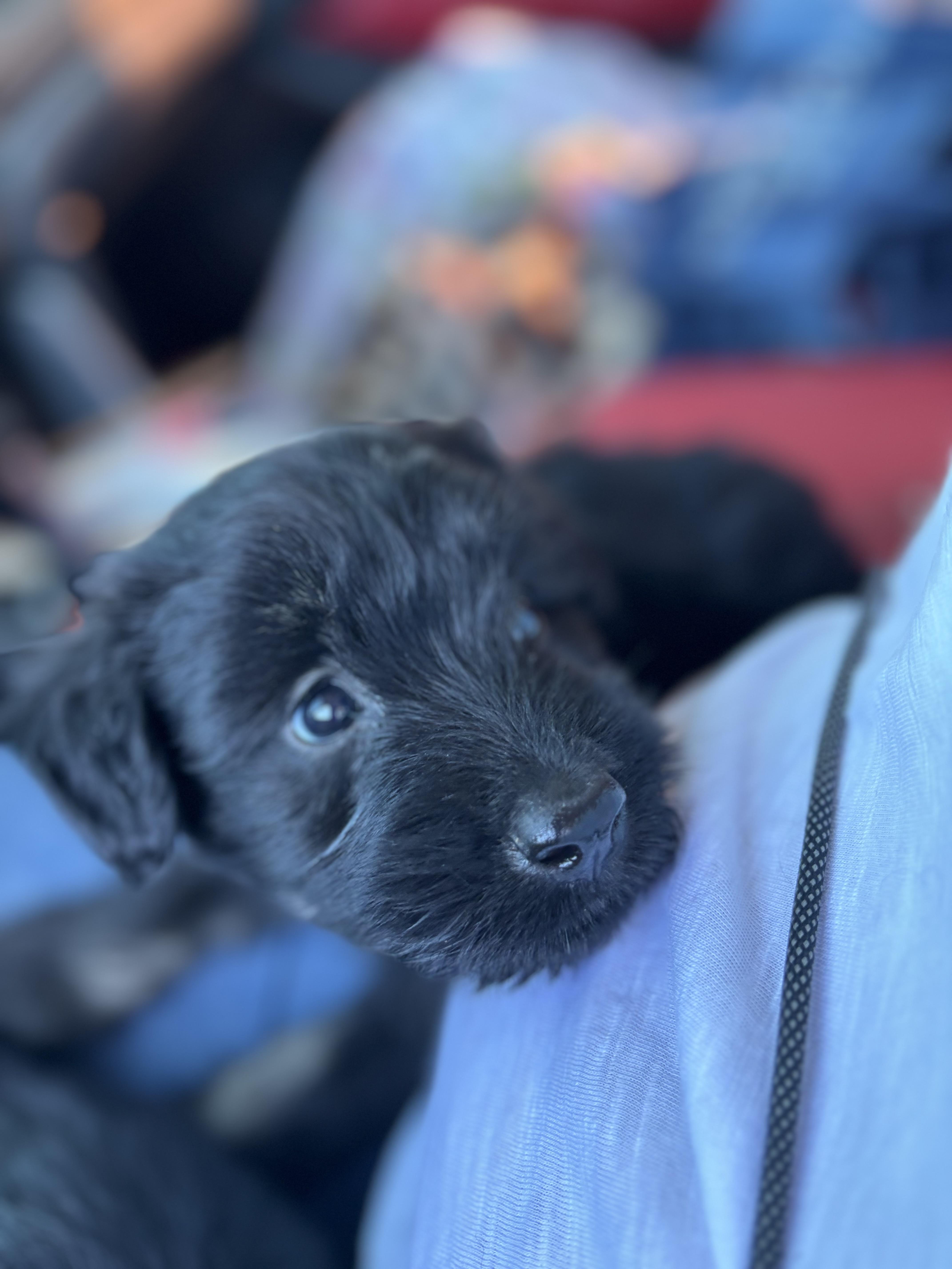Cindy , Adoptable, Puppy Female Schnauzer.