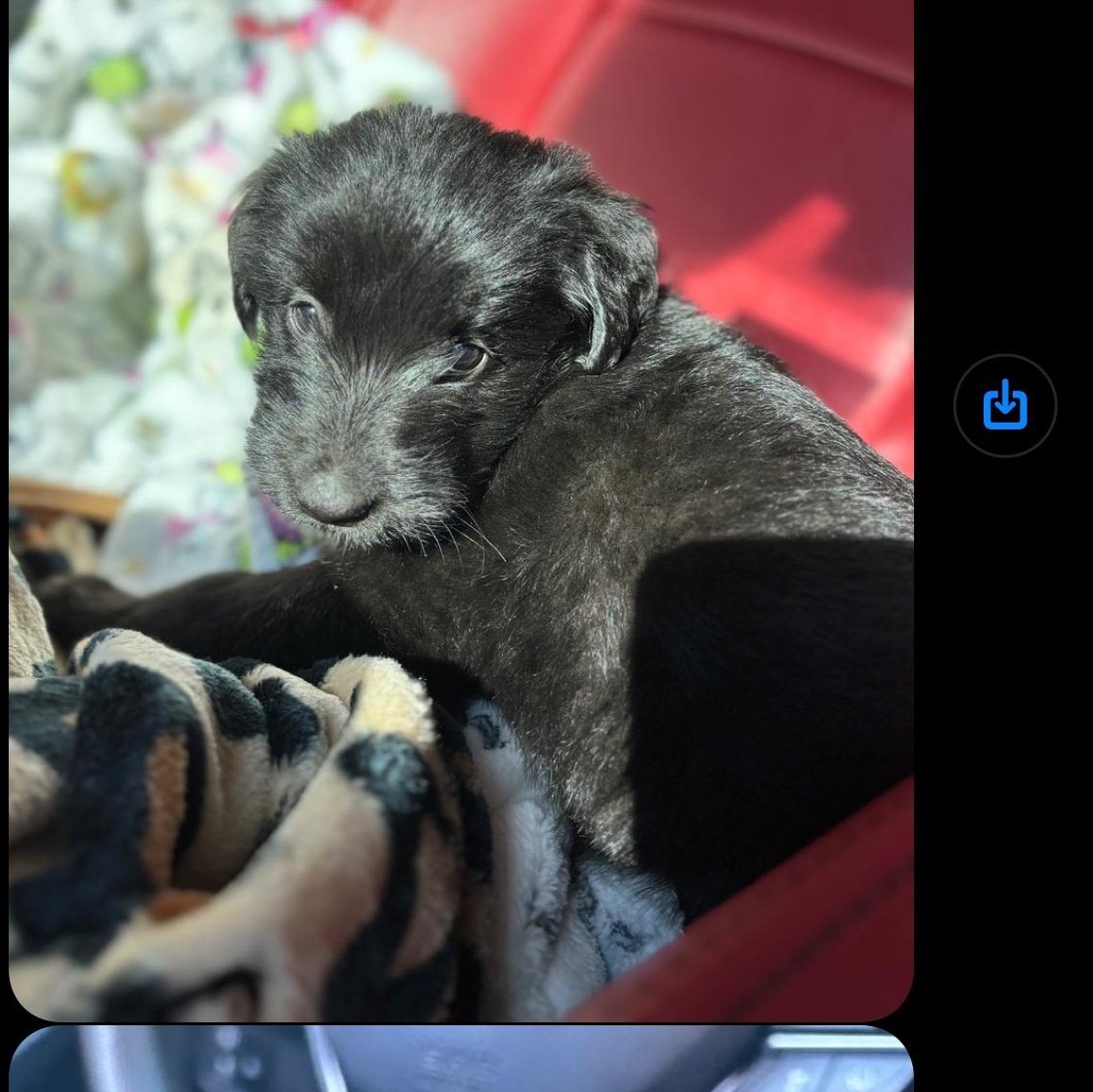 Cindy , a Adoptable mixed breed in Danbury, CT image 2/2