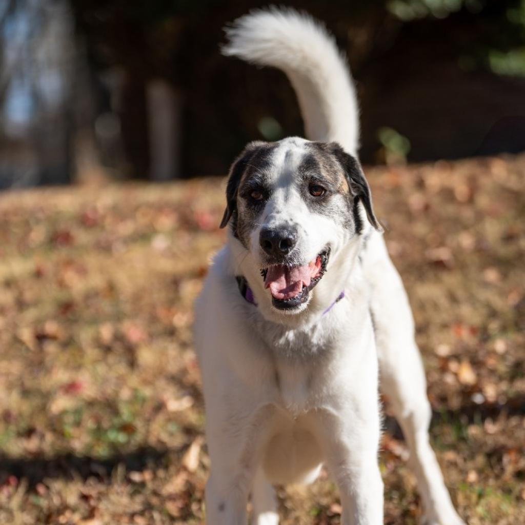 Zeus, Adoptable, Adult Male Saint Bernard.