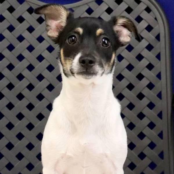 Ranger, Adoptable, Young Male Terrier.
