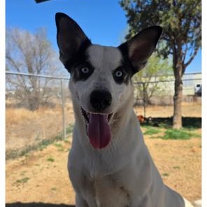 Silencer, ADOPTABLE, Adult Female Australian Kelpie & Husky.