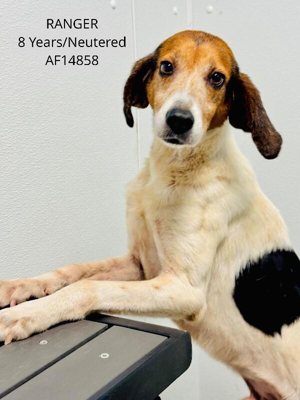 Enlarge Ranger, a Adoptable Foxhound in Supply, NC image 1/1