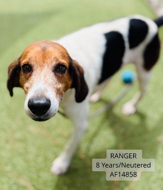 Enlarge Ranger, a Adoptable Foxhound in Supply, NC image 1/1
