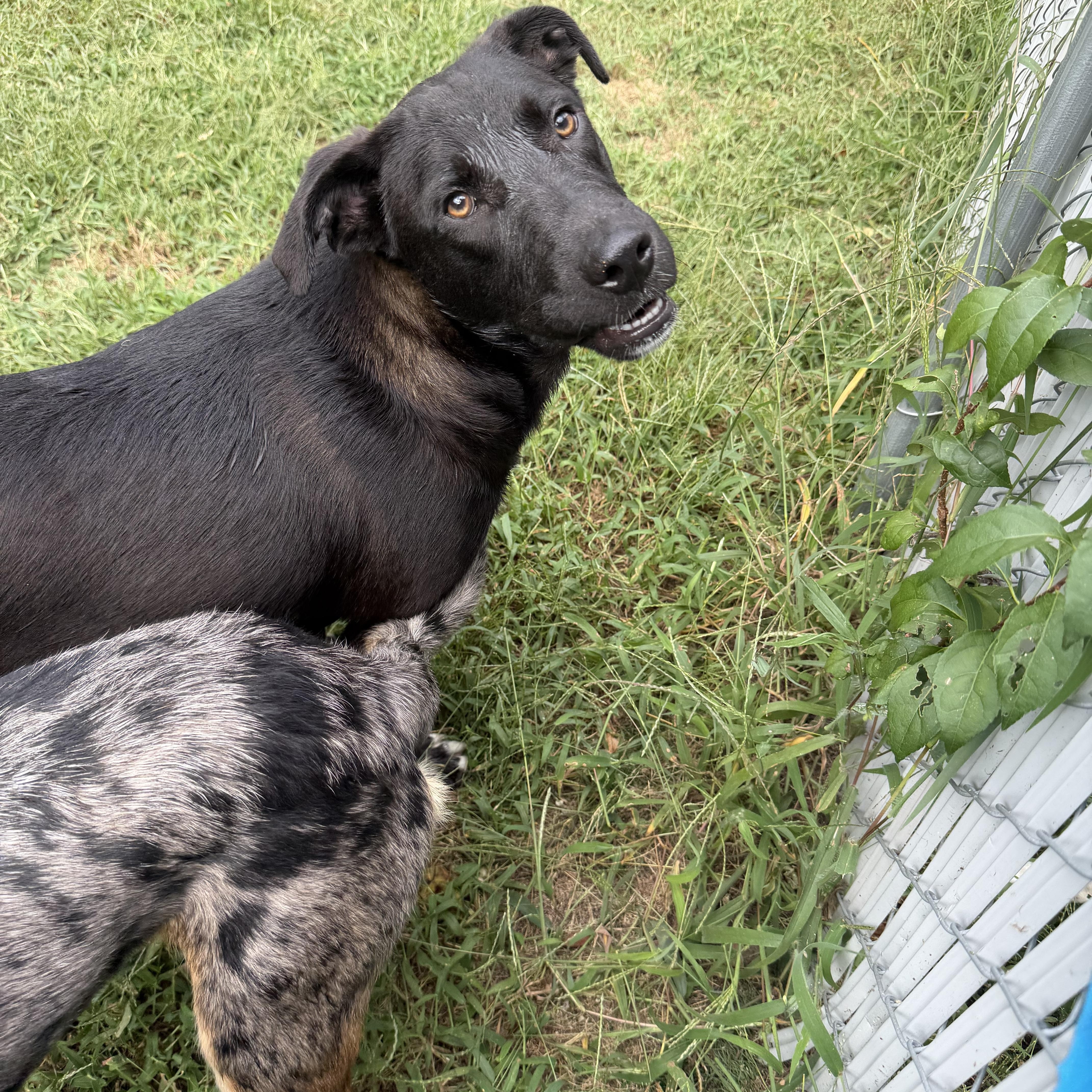 Enlarge Pluto, a Adoptable mixed breed in Ocean View, NJ image 2/2