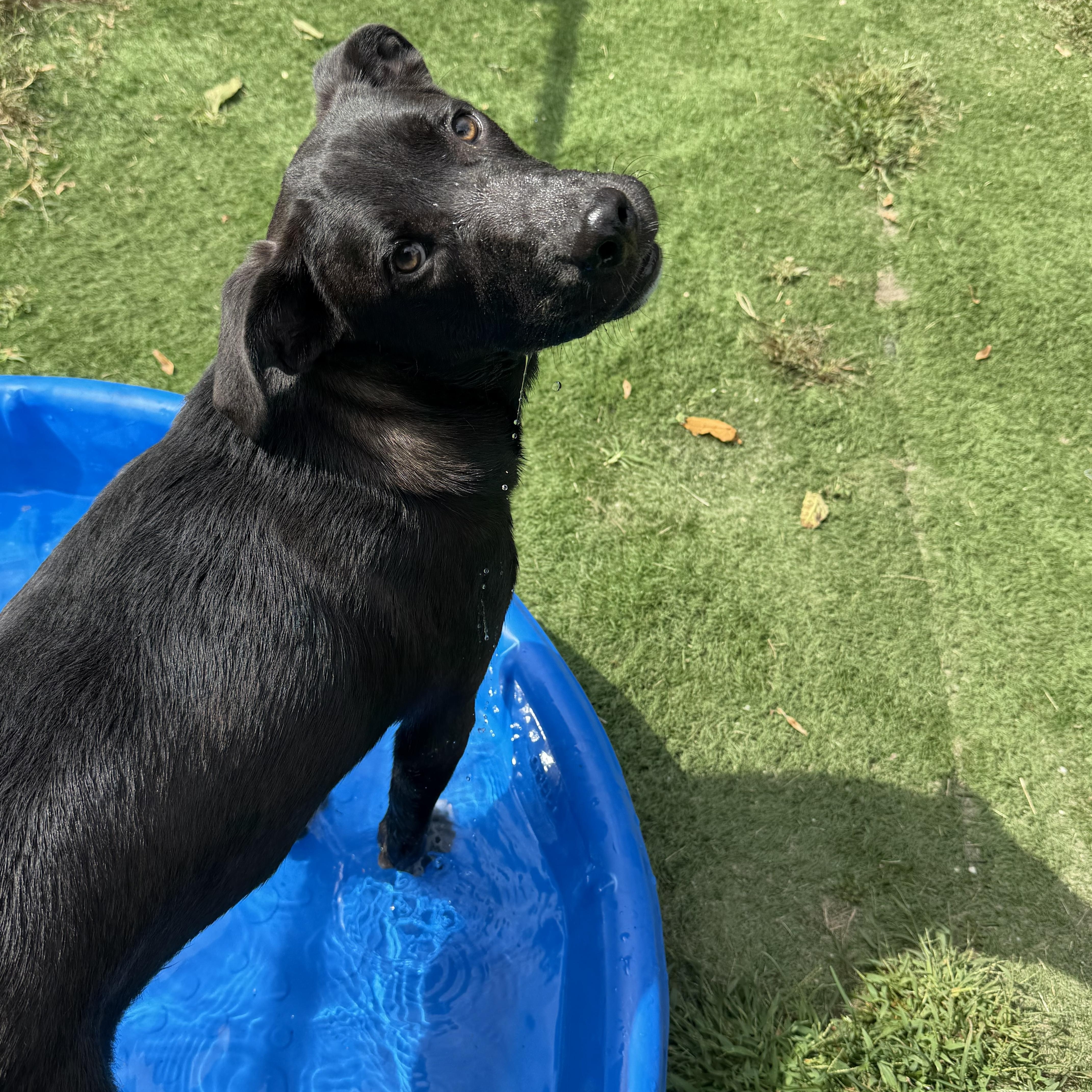 Pluto, Adoptable, Puppy Male Black Labrador Retriever.