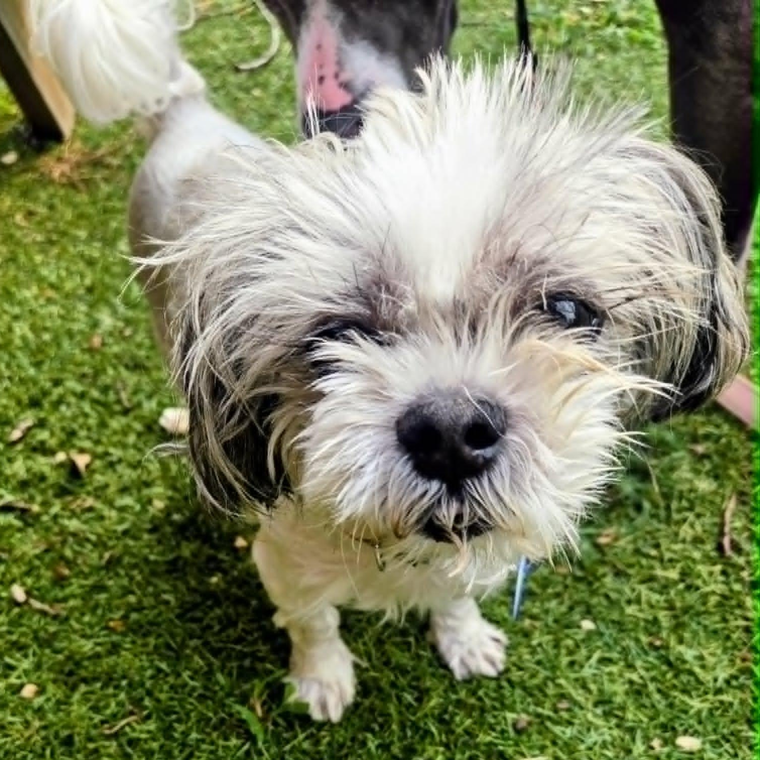 Bash, an adoptable mixed breed in Severn, MD image 1/4