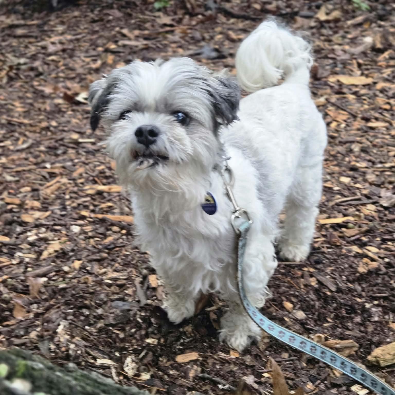 Enlarge Bash, a Adopted mixed breed in Severn, MD image 1/6