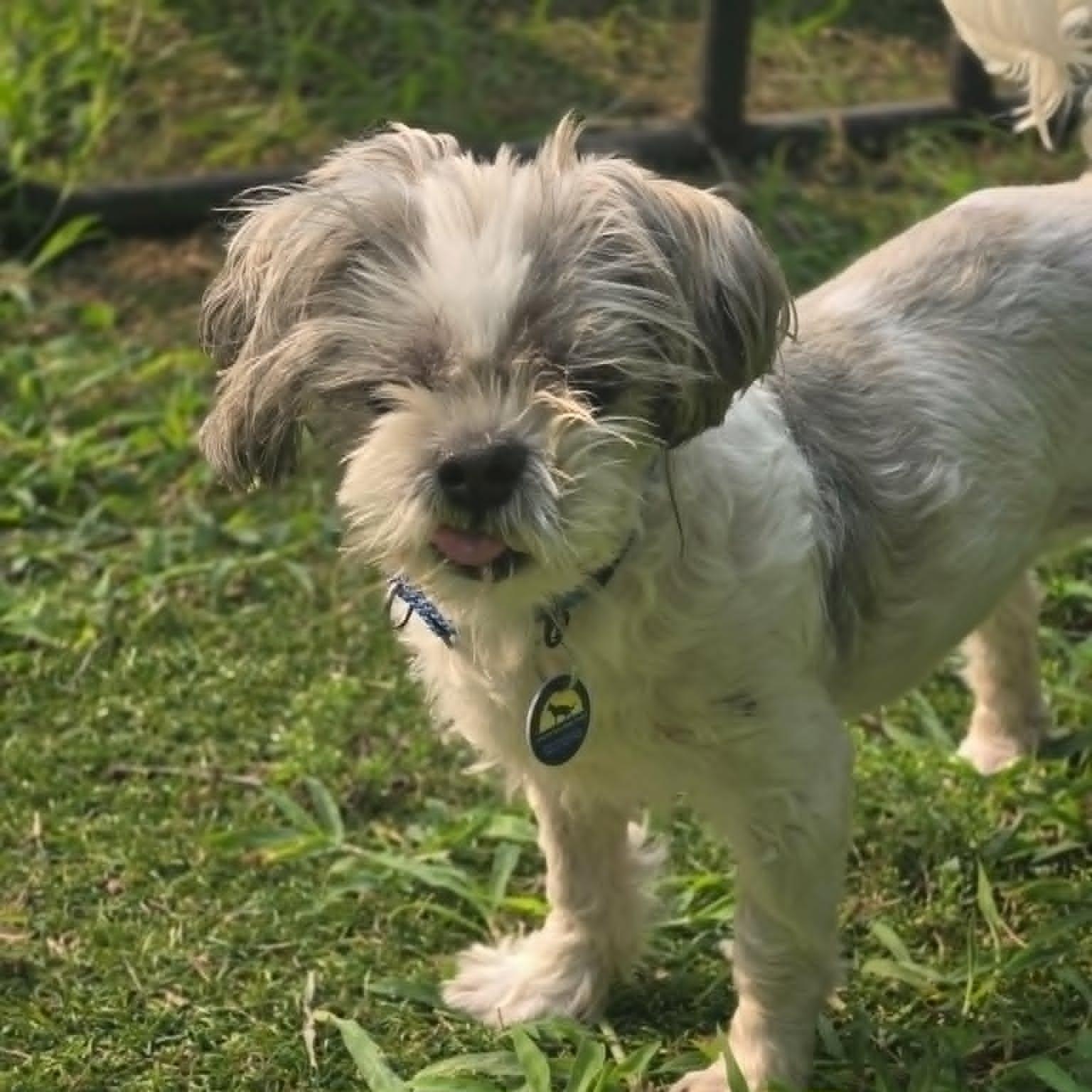 Bash, an adoptable mixed breed in Severn, MD image 4/4