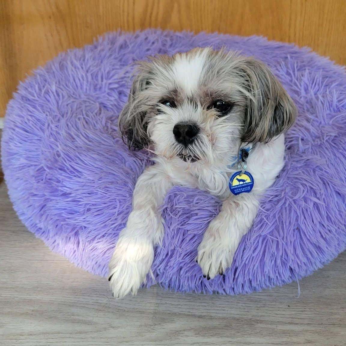 Bash, an adoptable mixed breed in Severn, MD image 2/4
