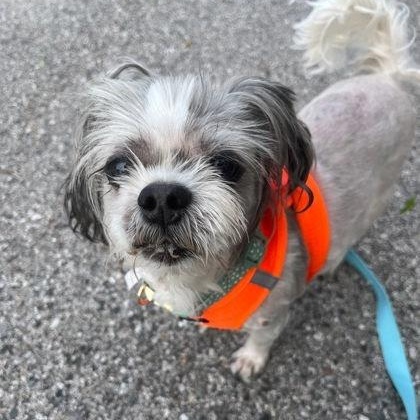 Bash, an adoptable mixed breed in Severn, MD image 3/4