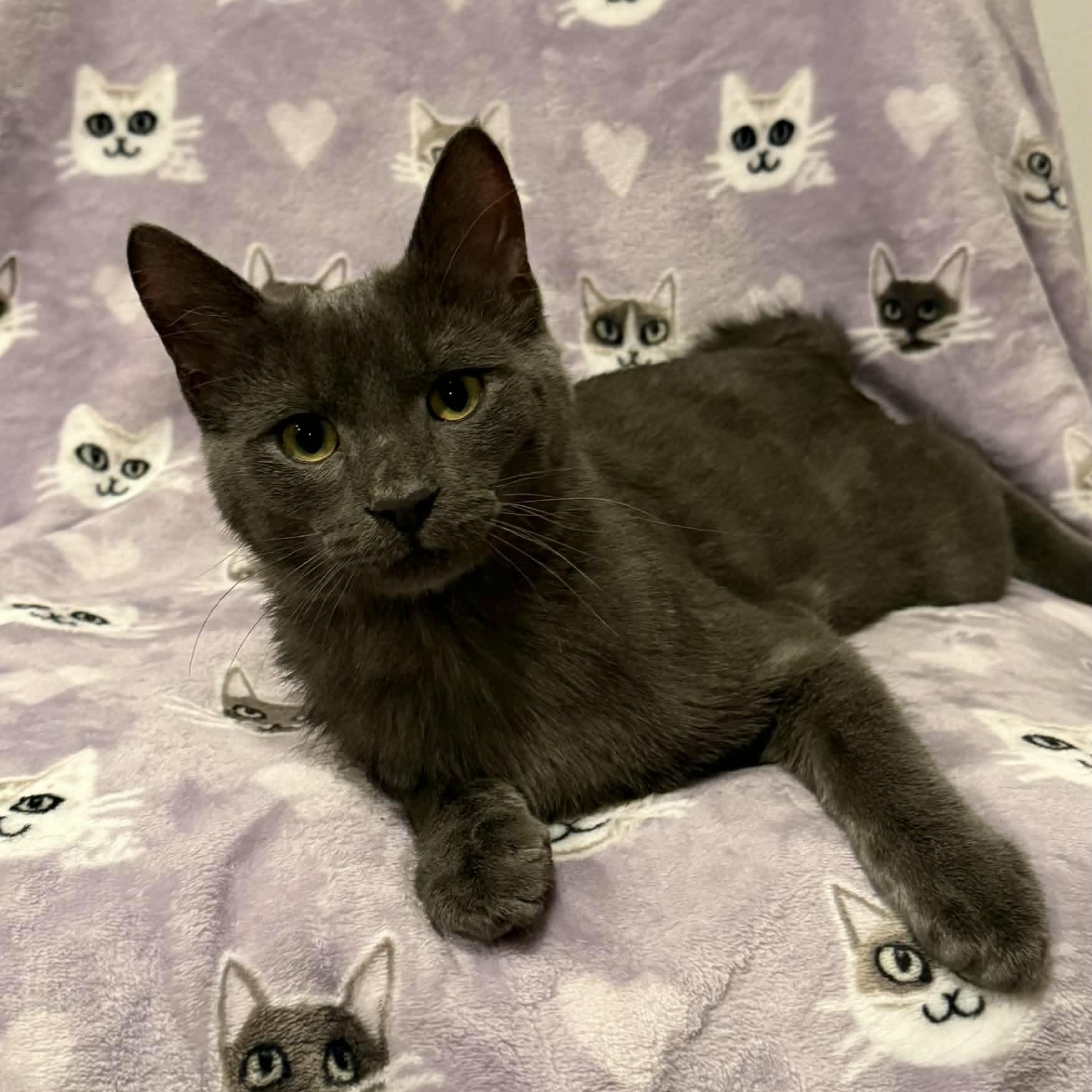 Enlarge Mowgli, an adopted Domestic Short Hair in Owatonna, MN image 2/2