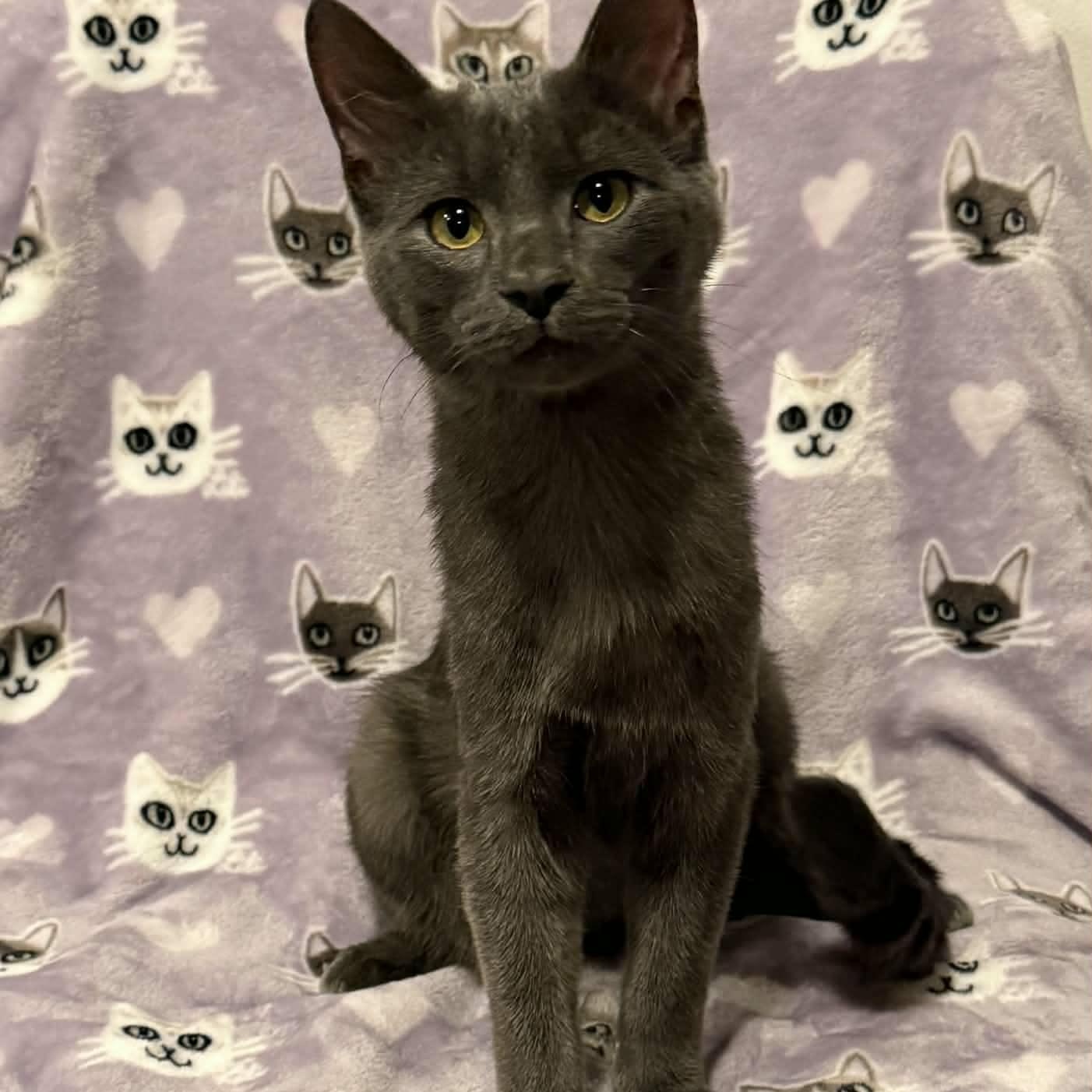 Mowgli, adopted, Kitten Male Domestic Short Hair.