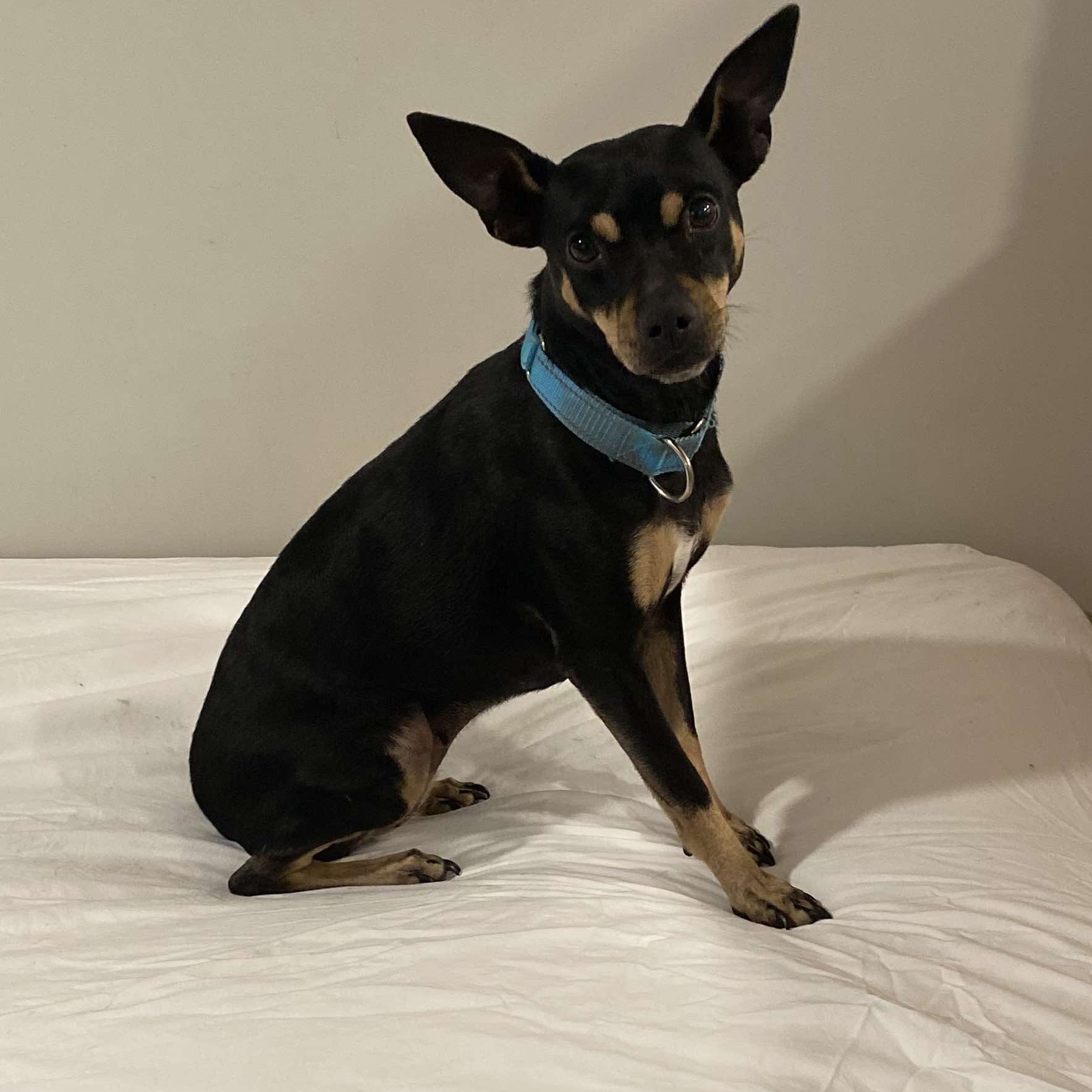 Enlarge Noel, a Adoptable Miniature Pinscher in Ozone Park, NY image 3/6