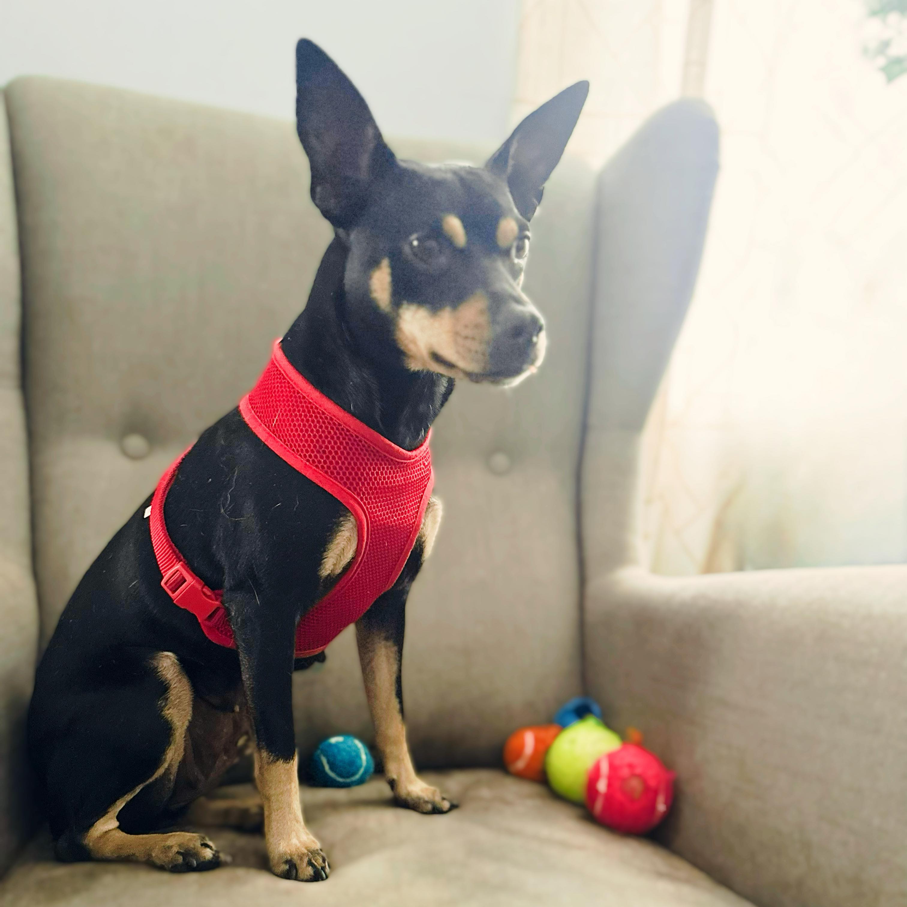 Enlarge Noel, a Adoptable Miniature Pinscher in Ozone Park, NY image 5/6